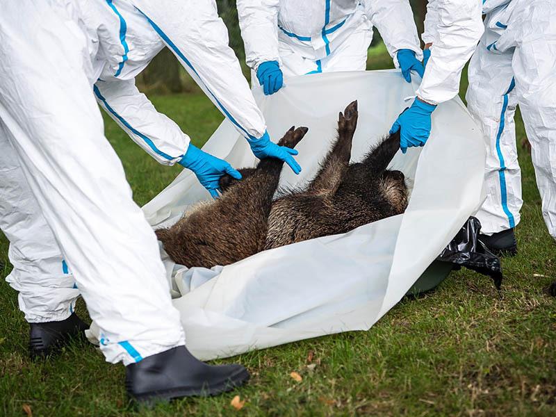 Teilnehmer an einer Praxisübung zur Bekämpfung der Afrikanischen Schweinepest (ASP) bergen ein totes Wildschwein. Foto: Sina Schuldt/dpa