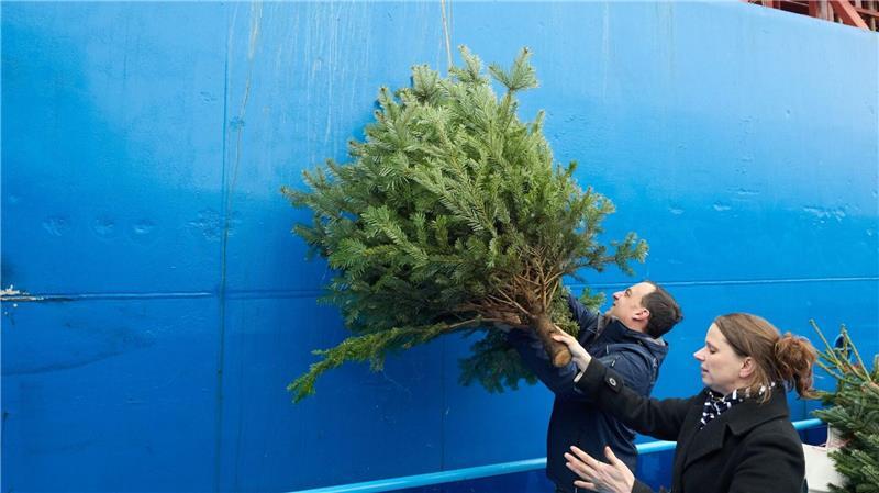 Teilweise werden die Tannenbäume per Kran an Bord der Schiffe gezogen.