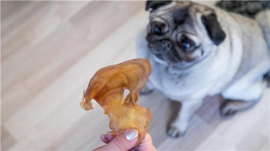 Test: Viele naturbelassene Hundesnacks wie Schweineohren sind für kleine Hunde zu groß und enthalten damit auch zu viele Kalorien. 