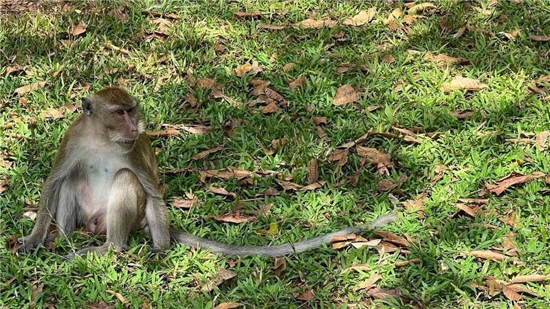 Thailändische Behörden haben Dutzende Affen befreit. (Archivbild)