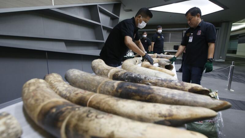 Thailändishe Zollbeamte in Bangkok mit geschmuggelten und beschlagnahmten Elefantenstoßzähne aus Nigeria.