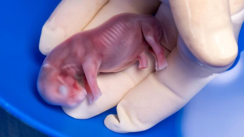 Forscher: Wichtiger Schritt bei Rettung von Nashorn-Art Thomas Hildebrandt (IZW) hält den durch künstliche Befruchtung erzeugten Embryo eines südlichen Breitmaulnashorns in seiner Hand.