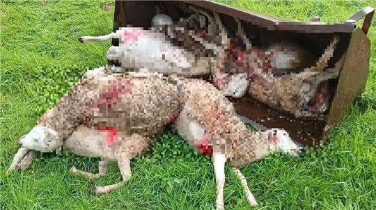 Tote Schafe in Steinau, die von Wölfen gerissen wurden.