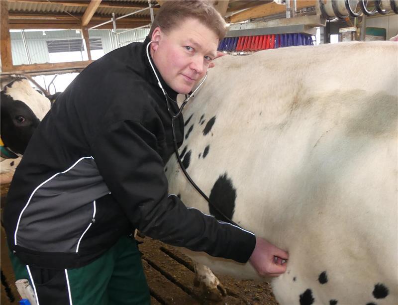 Warum eine Zahnarzthelferin jetzt auf einem Bauernhof arbeitet Thorsten Kröger (42) beim Abhorchen einer Kuh. Er arbeitet gern mit den Tieren.