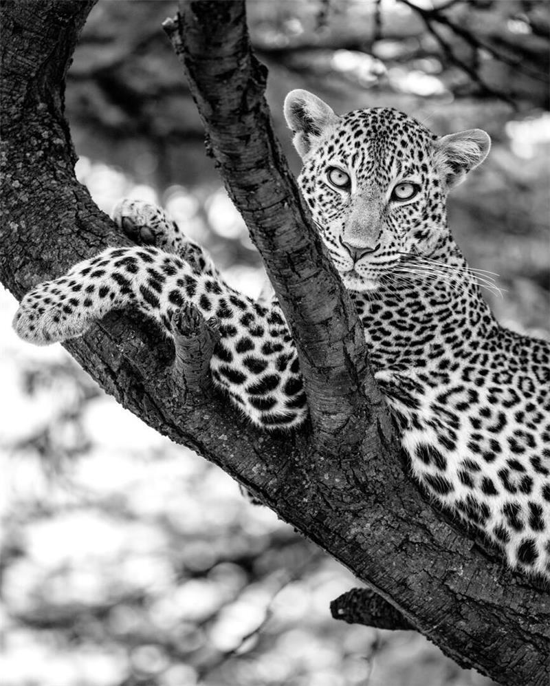 Von Apensen nach Afrika: Olli Elf auf Foto-Safari mit brenzligen Momenten Tiefgründiger Augenblick bei der Begegnung mit einem Leoparden.