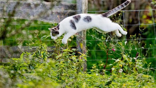 Tierärzte fordern eine Kastrationspflicht von Katzen, die frei herumlaufen dürfen. (Symbolbild)
