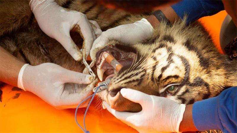 Tierärzte untersuchten die Raubkatze.