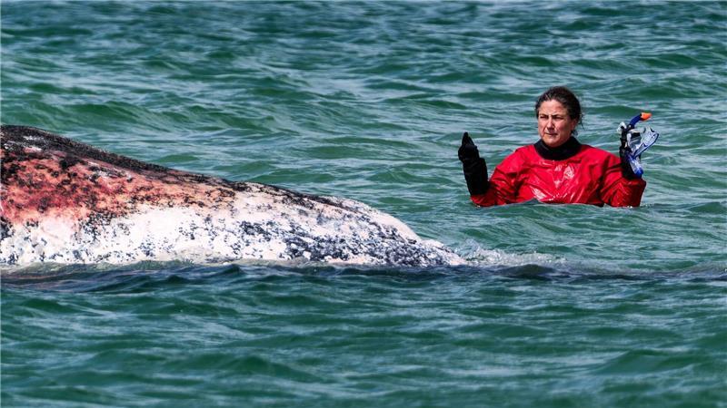 Buckelwal „Timmy“ ist tot – Rettungsversuch gescheitert Tierärztin Anne Herrschaft hat den Wal zusammen mit Tauchern begutachtet.