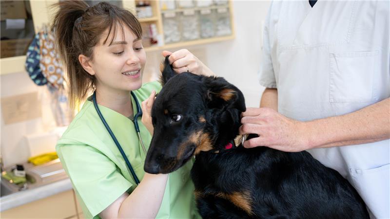 Tierärztin Asal IIkhani Zadeh behandelt einen Hund in der Tierarztpraxis. Weil offene Stellen über Monate nicht zu besetzen sind, werden zunehmend Tierärztinnen und Tierärzte aus dem Ausland angeworben.
