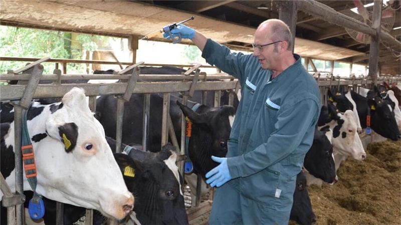 Tierarzt Alexander Koch verabreicht der Herde im September die notwendige zweite Impfung gegen das Blauzungenvirus. 