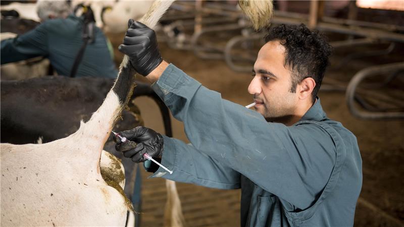 Iranische Tierärzte retten Dorfpraxis in Varrel Tierarzt Mohammad Ranjbar-Saraskanroud behandelt Kühe im einem Stall. Weil offene Stellen über Monate nicht zu besetzen sind, werden zunehmend Tierärztinnen und Tierärzte aus dem Ausland angeworben.