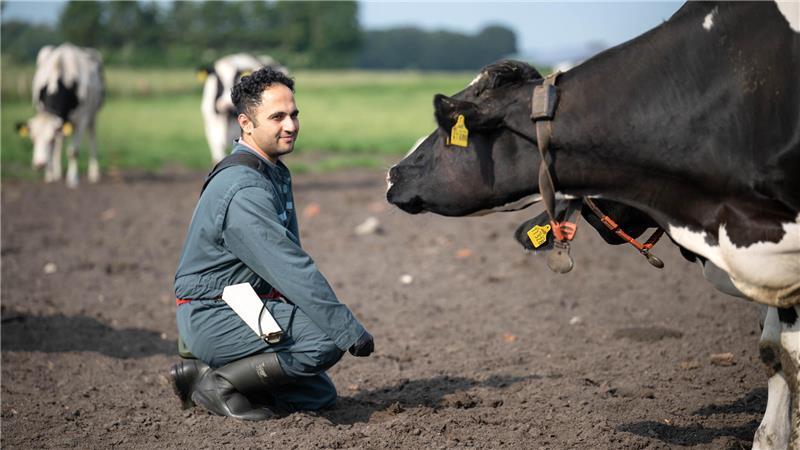 Iranische Tierärzte retten Dorfpraxis in Varrel Tierarzt Mohammad Ranjbar-Saraskanroud mit Kühe auf der Weide. Weil offene Stellen über Monate nicht zu besetzen sind, werden zunehmend Tierärztinnen und Tierärzte aus dem Ausland angeworben.