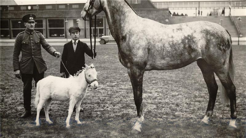 Tierausstellungen und Reitturniere waren bereits in den ersten Messejahren zentrale Bestandteile. 