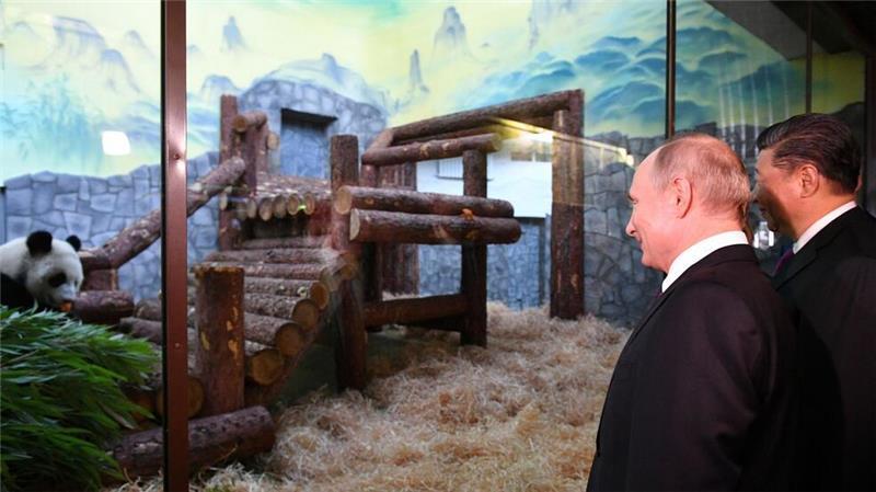 Tauschgeschäft? Russland sendet Zootiere nach Nordkorea Tiere als Ausdruck freundschaftlicher Beziehungen zwischen den Ländern: Der Moskauer Zoo profitierte auch schon von dieser Art der Diplomatie - als Chinas Staats- und Parteichef Xi Jinping (rechts) Putin Pandabären schenkte. (Archivbild)