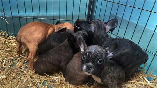 Tiere, die zum Verkauf angeboten oder zur Adoption freigegeben werden, sollten immer mit gültigem EU-Heimtierausweis an den neuen Besitzer übergeben werden.