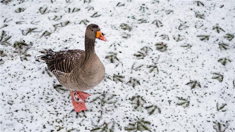 Tiere wie etwa Gänse weichen instinktiv und kurzfristig in schneefreie Gebiete aus. (Symbolbild)