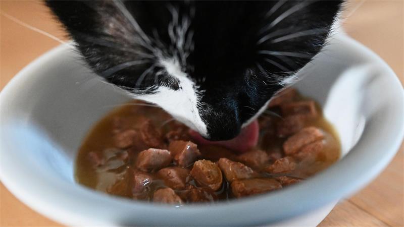 Teures Futter und hohe Hundesteuer Tierfutter kostet fast 36 Prozent mehr als 2020 – und auch die Hundesteuer erreicht Rekordwerte. (Archivbild)