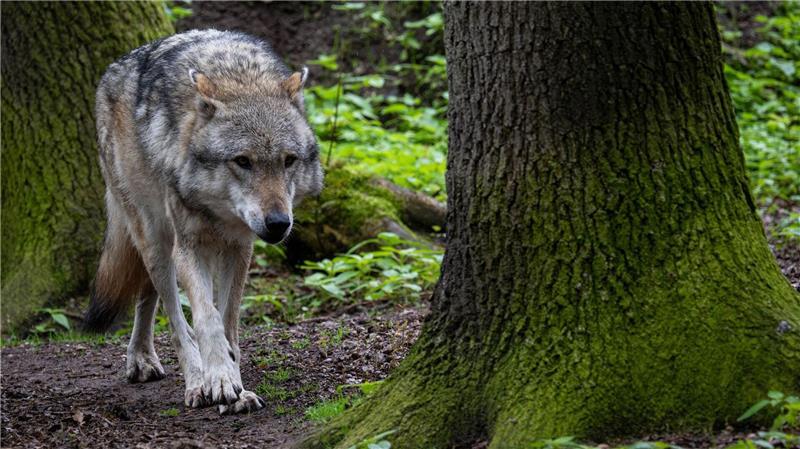 Umweltministerium: Jagd wird Probleme mit Wölfen nicht lösen Tierhalter können für durch Wölfe gerissene Weidetiere entschädigt werden. (Symbolbild)