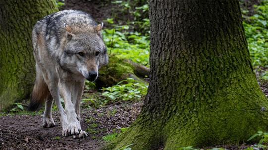Umweltministerium: Jagd wird Probleme mit Wölfen nicht lösen Tierhalter können für durch Wölfe gerissene Weidetiere entschädigt werden. (Symbolbild)