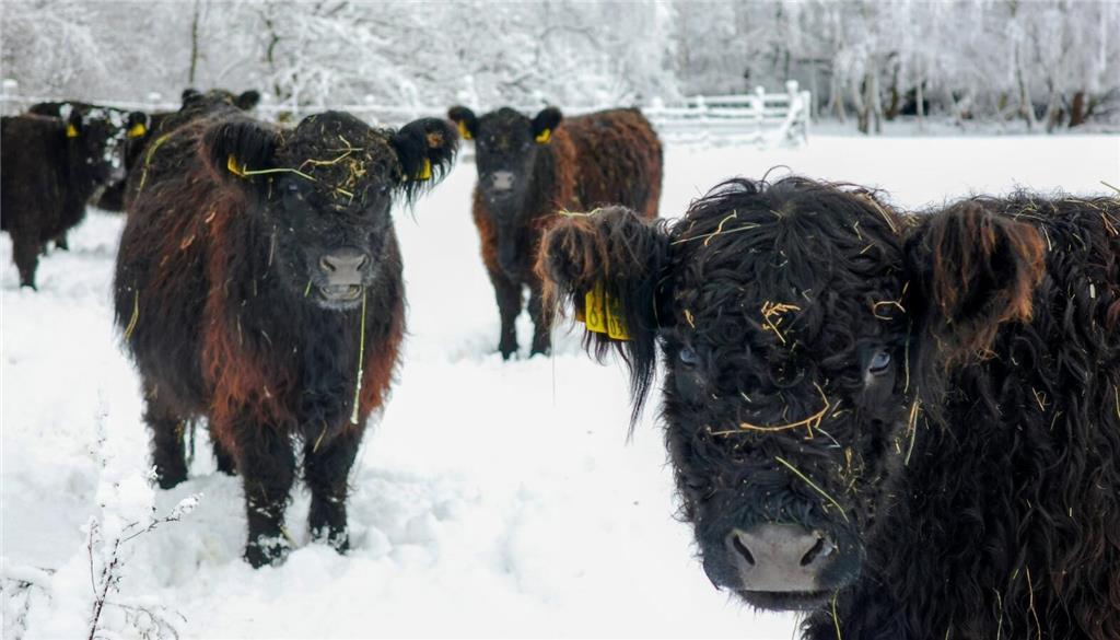 Tierische Grüße aus Ottenbeck von Stephanie Reissmann. "Im weißen Schnee leuchte...