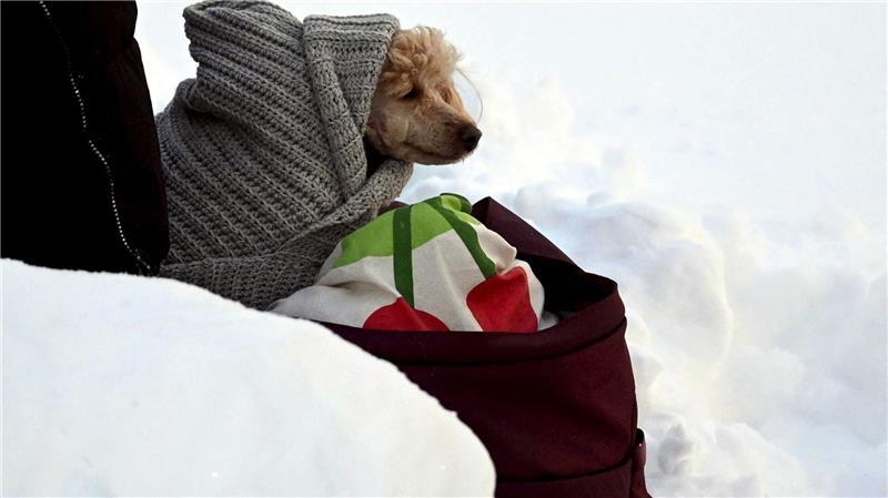 Tierischer Zuschauer beim Ski-Weltcup -in eine Decke eingewickelter Hund wartet an der Strecke der Langläufer.