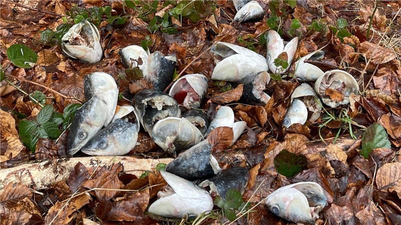 Tierkadaver liegen am Waldrand in Tarmstedt: Spaziergänger bemerken am Wochenende zahlreiche weggeworfene Fischköpfe.