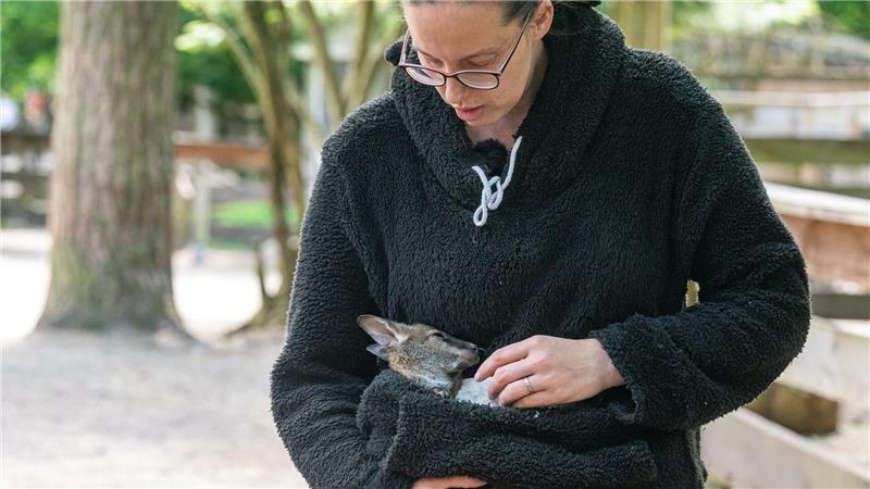 Känguru-Baby im Pulli - Tierpark-Chefin als Ersatz-Mama Tierpark-Chefin Nicole Hoffmeister kümmert sich rund um die Uhr um Elli.