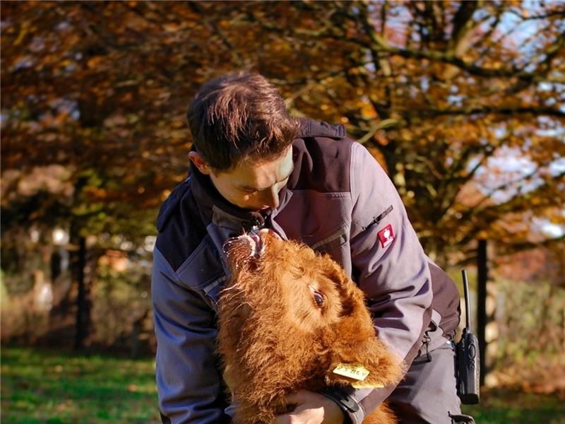 Tierpfleger Sebastian Müller kümmert sich liebevoll um Kälbchen Lars . Foto: Ahrens/Wildpark