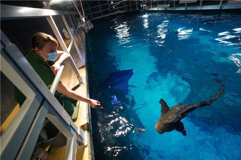 Tierpflegerin Annika Höffner füttert einen Zebrahai im großen Hai-Atoll im Tropen-Aquarium im Tierpark Hagenbeck. Foto: Marcus Brandt/dpa