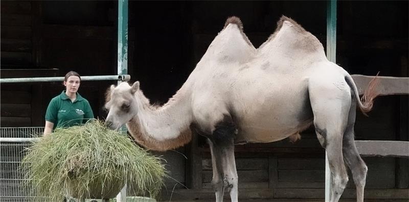 Tierpflegerin Christin Zimmer bringt Gras zu den Kamelen , das jeden Morgen gemäht wurde und zum Tierpark gebracht wird. Foto: Wank/dpa