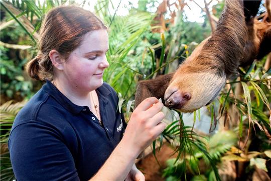 Tierpflegerin Lena Winkelmann füttert ein weibliches Faultier, das in der Tropenhalle im Aquarium Wilhelmshaven an einem Baum hängt. Seit Ende Oktober zählen zwei Faultiere zu den Bewohnern der Tropenhalle. Foto: Hauke-Christian Dittrich/dpa