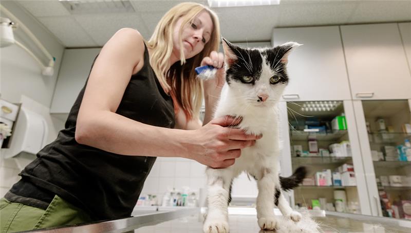 Tierpflegerin Michelle kämmt einer Fundkatze mit einem Läusekamm das Fell aus. , im Tierheim Süderstraße. Foto: Markus Scholz/dpa