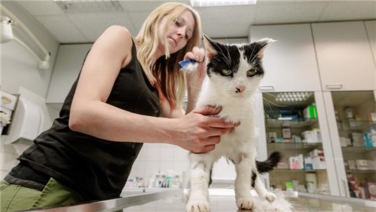 Tierpflegerin Michelle kämmt einer Fundkatze mit einem Läusekamm das Fell aus. , im Tierheim Süderstraße. Foto: Markus Scholz/dpa