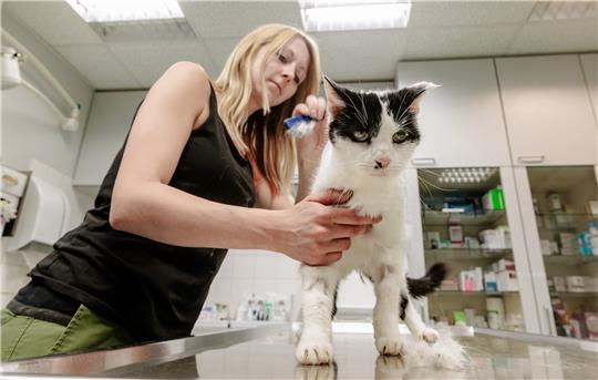 Tierpflegerin Michelle kämmt einer Fundkatze mit einem Läusekamm das Fell aus. , im Tierheim Süderstraße. Foto: Markus Scholz/dpa