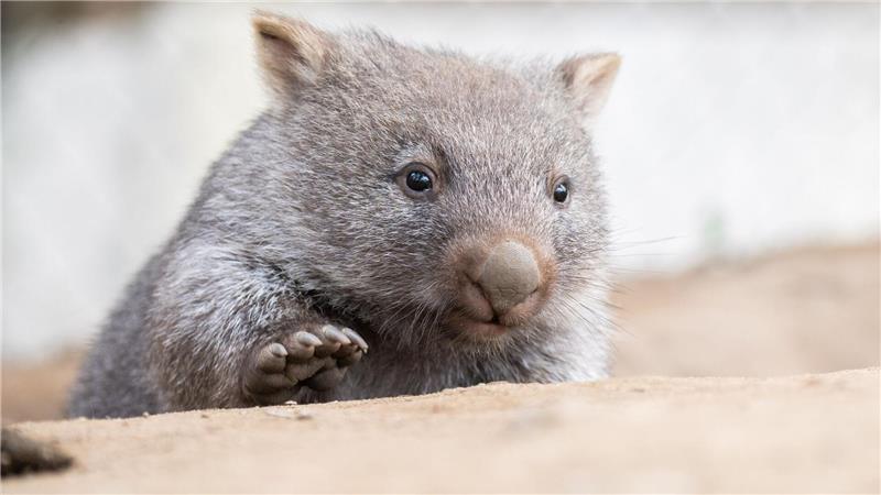 Australien: Influencerin fängt Wombat-Baby und erntet Kritik Tierschützer fürchten, dass das Wombat-Baby bei der Aktion verletzt wurde. (Symbolbild)