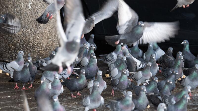 Tierschützer fordern langfristige Lösung für Stadttauben Tierschützer halten nicht viel von dem geplanten Umzug von 200 Limburger Stadttauben auf einen Gnadenhof in Bayern. Das sei nur eine „kurzfristige Lösung“ - die Stadt bleibe in der Pflicht.
