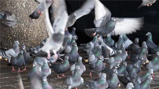 Tierschützer halten nicht viel von dem geplanten Umzug von 200 Limburger Stadttauben auf einen Gnadenhof in Bayern. Das sei nur eine „kurzfristige Lösung“ - die Stadt bleibe in der Pflicht.