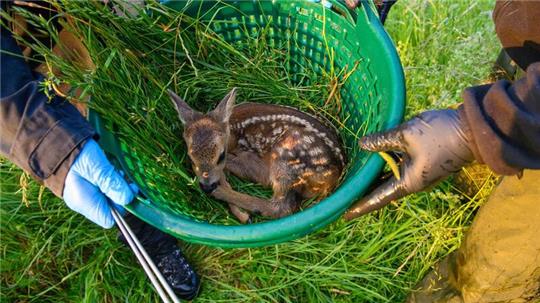 Tierschützer tragen ein Rehkitz weg, um es vor der Mähmaschine zu retten.