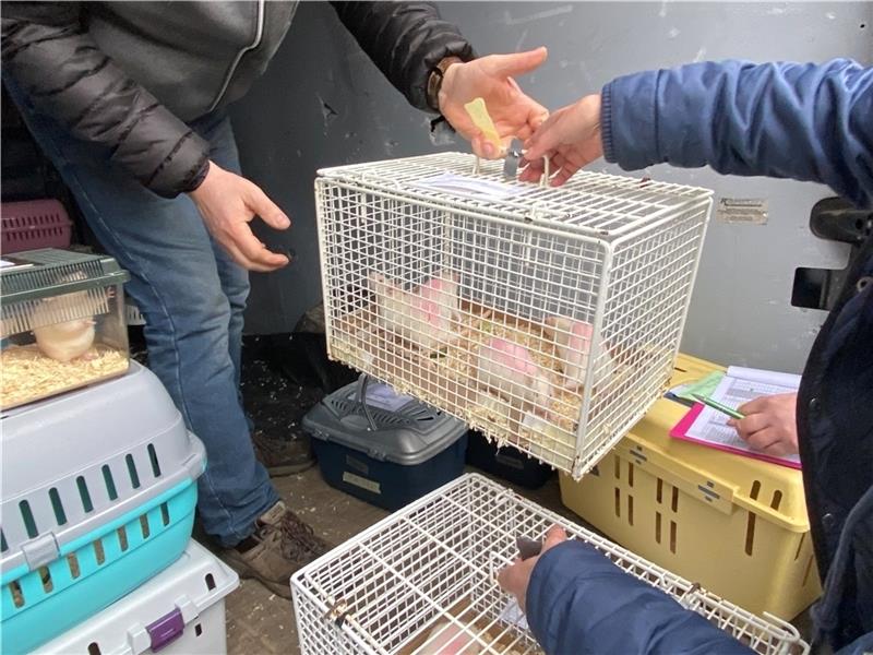 Tierschutzorganisationen haben die Mäuse und Ratten aus dem LPT Neugraben gestern am frühen Morgen abgeholt. Fotos: Soko Tierschutz