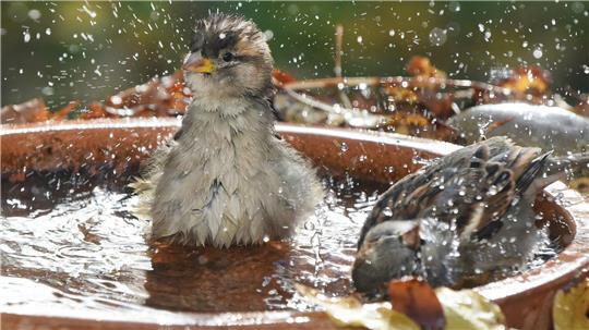 Tiertränken sollten laut dem Bremer Tierschutzverein flach sein und an schattigen Orten aufgestellt werden. (Symbolbild)