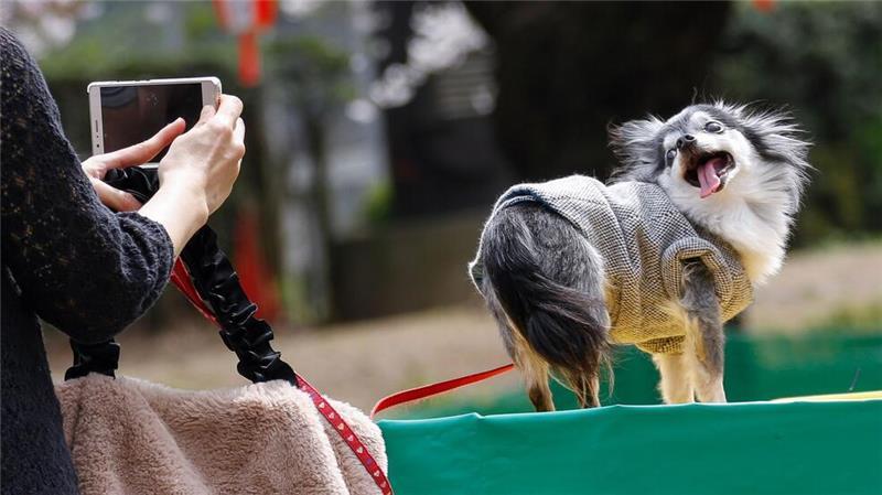 Tiervideos berühren das Herz - das kann missbraucht werden. (Symbolbild)