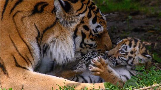 Tigermutter „Stormi“ spielt im Zoo Magdeburg im Freigehege mit einem ihrer Jungtiere. Es ist eines von vier Tigerbabys. 