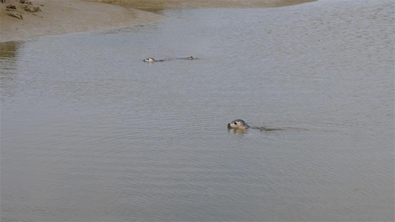 Seehunde ausgewildert - Tilda und Benno zurück in Freiheit Tilda und Benno sind ausgewildert.