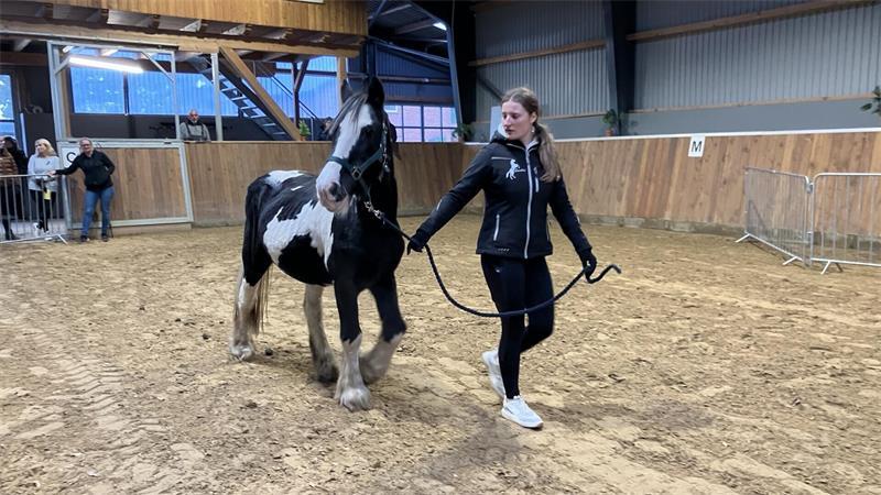 Tinkerbell hat ein neues Zuhause: Großes Interesse an beschlagnahmten Pferden Tinkerbell soll ein Therapiepferd werden.
