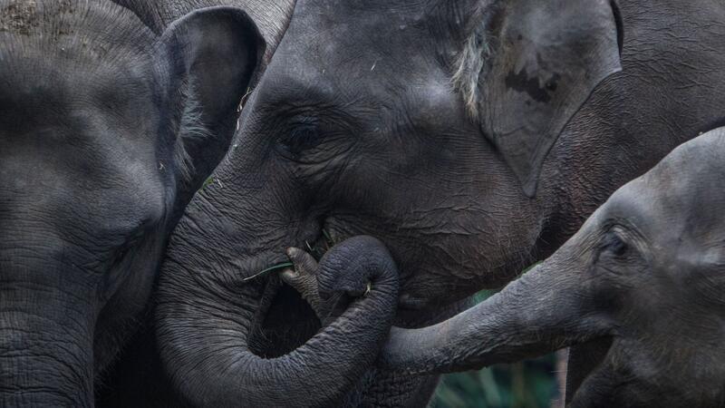 Tödliche Angriffe von Elefanten auf Menschen sind laut Behörden selten auf Sumatra, doch sie geschehen. (Symbolbild)