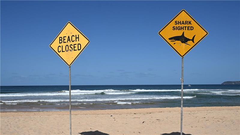 Strände gesperrt: „Großer Hai“ tötet Surfer in Sydney Tödliche Haiangriffe sind selten in Australien - dieses Jahr gab es aber schon vier. (Archivbild)
