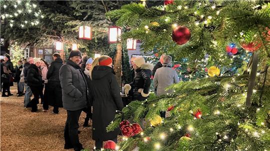 Tolle Atmosphäre im Weihnachtswald.