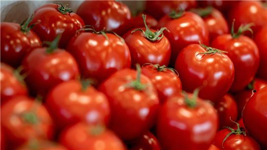 Tomaten sind nach Angaben des Bundesinformationszentrums Landwirtschaft das beliebteste Gemüse in Deutschland.