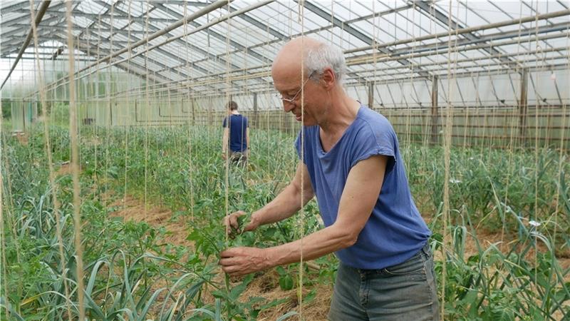 Tomatenretter Hilmar Kunath im Einsatz. Zwischen den Tomatenpflanzen wächst Knoblauch, um Wühlmäuse fernzuhalten. Fotos: Willuhn