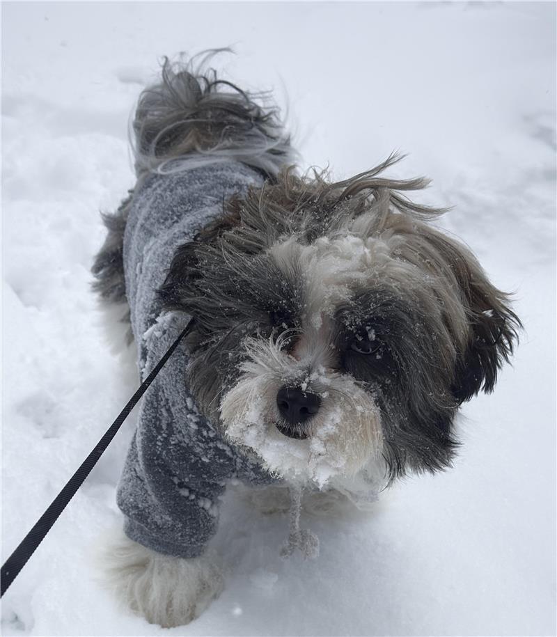 Tony hat wieder Spaß am Gassigehen: Dank Kokosfett bleibt sein wolliges Fell an den Pfoten frei von Eisklumpen.